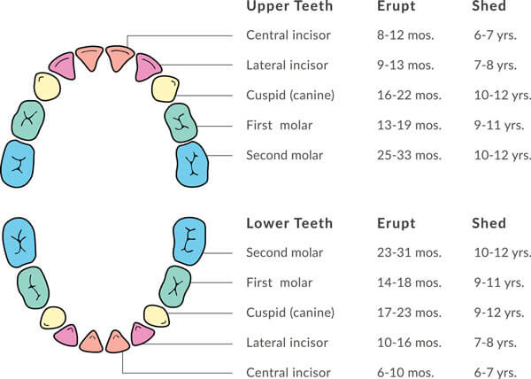 Representation of Teeth Alignment and Eruption Cycle