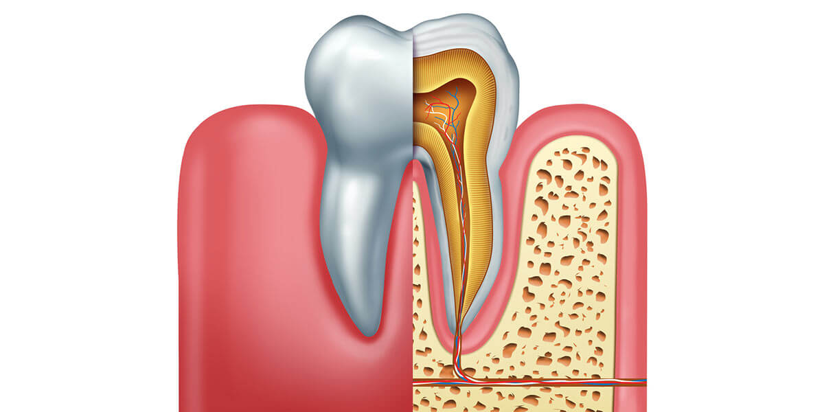 Human tooth anatomy concept.
